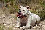 BOULEDOGUE AMERICAIN 421